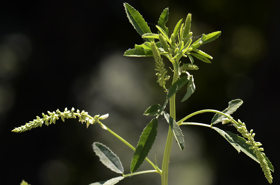 Trigonella alba  (=Melilotus albus) / Meliloto bianco